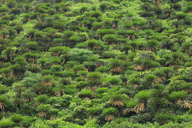 奄美大島 ソテツ群生地[10769005529]の写真・イラスト素材｜アマナ