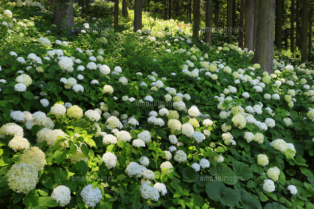 みちのくあじさい園 岩手県 の写真素材 イラスト素材 アマナイメージズ