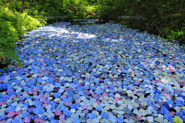 みちのくあじさい園 紫陽花の池 岩手県 の写真素材 イラスト素材 アマナイメージズ
