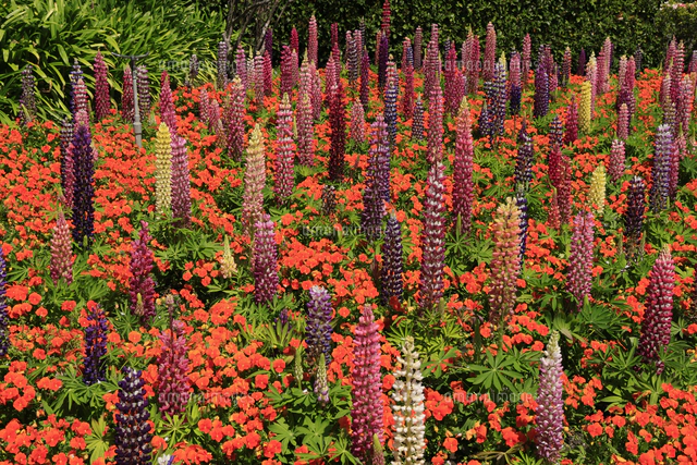 なばなの里 チューリップの花畑 三重県 桑名市 の写真素材 イラスト素材 アマナイメージズ
