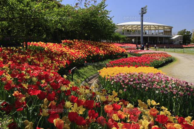 なばなの里 チューリップの花畑 三重県 桑名市 の写真素材 イラスト素材 アマナイメージズ