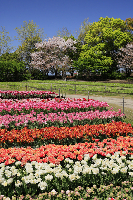 なばなの里 チューリップの花畑 三重県 桑名市 の写真素材 イラスト素材 アマナイメージズ