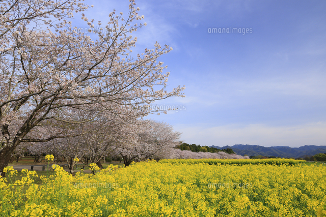 西都原古墳群の桜と菜の花 宮崎県 西都市[10769008819]の写真