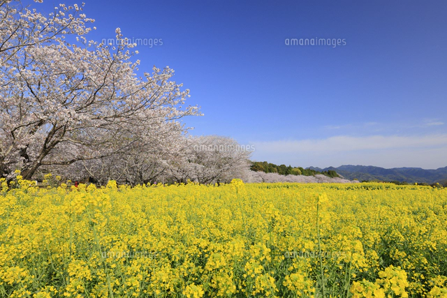 西都原古墳群の桜と菜の花 宮崎県 西都市[10769008819]の写真