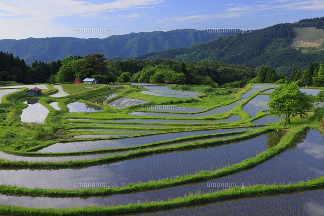 棚田カード 兵庫県養父市 第五弾 棚田を撮って絶景カードをゲット 兵庫