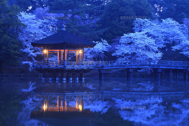奈良公園 夜明け前の浮見堂と桜[10769011304]の写真・イラスト素材