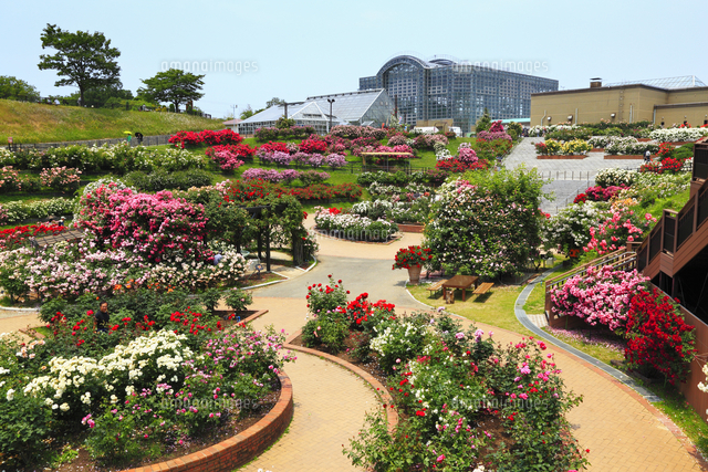 響灘緑地・グリーンパークのバラ園[10769013440]の写真・イラスト素材