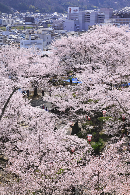 津山城・鶴山公園のサクラと津山市街夜景[10769014883]の写真