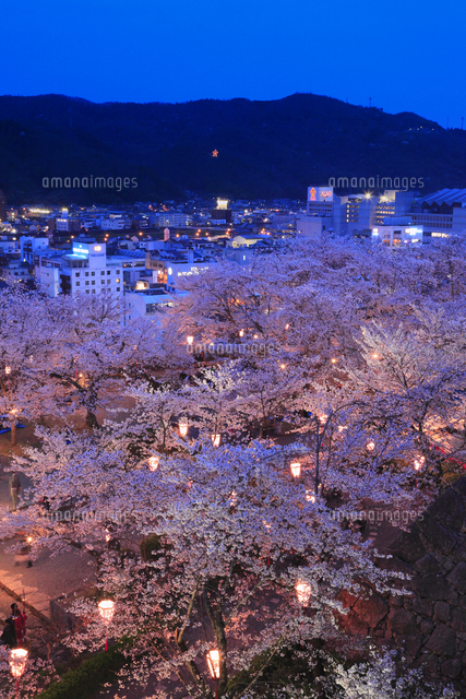 津山城・鶴山公園のサクラと津山市街夜景[10769014883]の写真