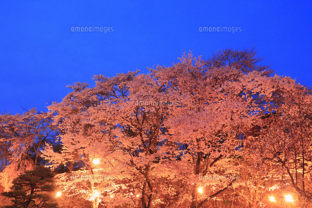 津山城・鶴山公園 サクラのライトアップ夜景[10769014887]の写真