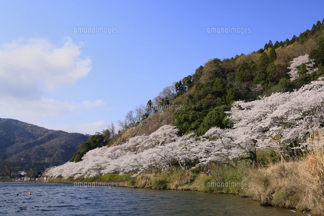 海津大崎の桜と琵琶湖に夕日 滋賀県 高島市[10769017186]の写真