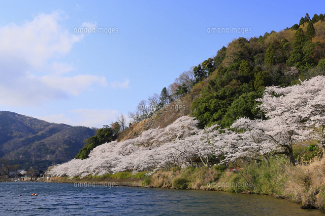 絵画　吉野晁生（よしのあさお）　タイトル「海津大崎の桜」 海津大崎の桜 | びわ湖高島観光ガイド