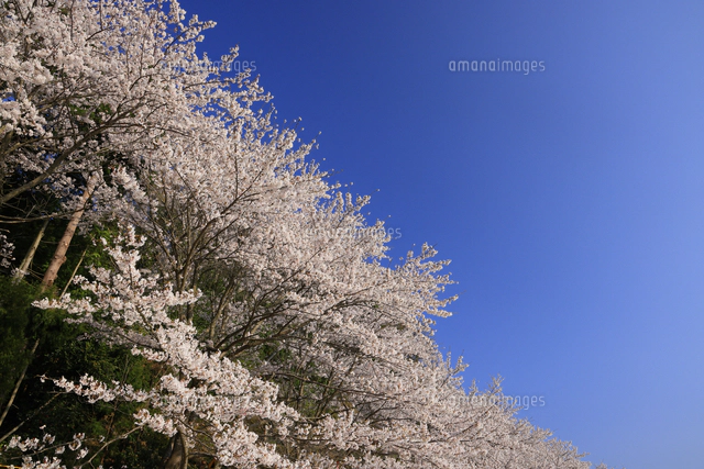 海津大崎の桜と琵琶湖に夕日 滋賀県 高島市[10769017186]の写真
