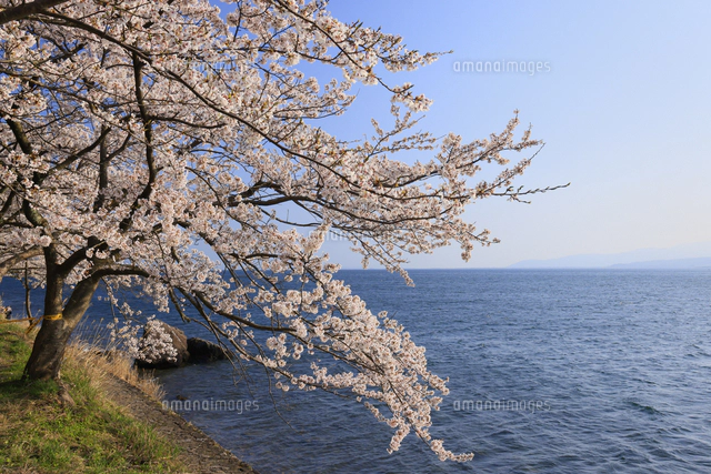 絵画　吉野晁生（よしのあさお）　タイトル「海津大崎の桜」 海津大崎の桜と琵琶湖に夕日 滋賀県 高島市[10769017186]の写真