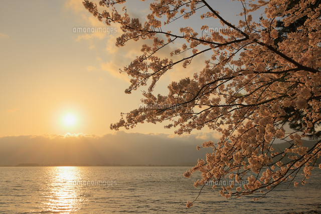 海津大崎の桜と琵琶湖に夕日 滋賀県 高島市[10769017186]の写真