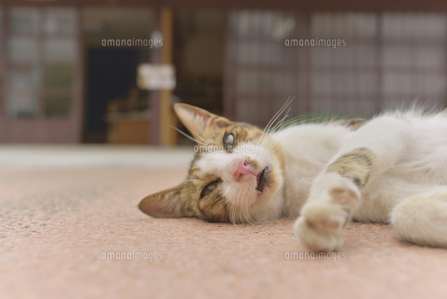 じゃれる猫[10770000055]の写真素材・イラスト素材｜アマナイメージズ