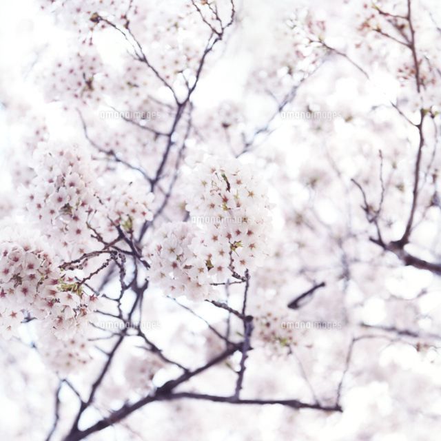 注意アリ】油絵花S.Kurita