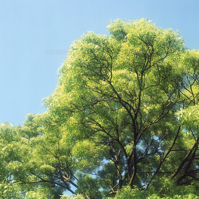 イギリス ロンドンのリージェントパークの大きな木と青空 の写真素材 イラスト素材 アマナイメージズ