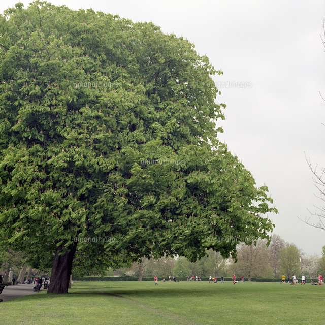 イギリス ロンドンのリージェントパークの大きな木とサッカーをする人々 の写真素材 イラスト素材 アマナイメージズ