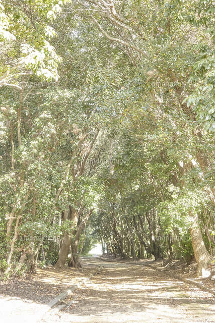 大きな木とたくさんの緑[10770000414]の写真素材・イラスト素材 
