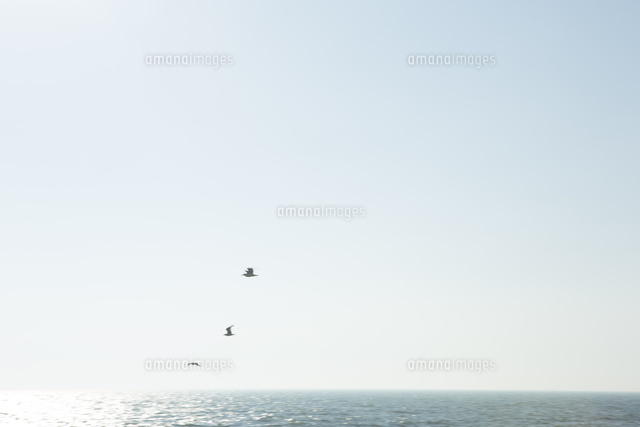 海の上を飛ぶ鳥 の写真素材 イラスト素材 アマナイメージズ
