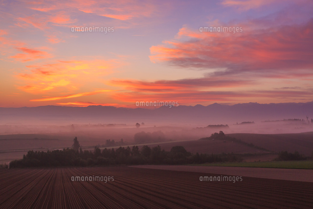 朝焼けと霧の立ちこもる美瑛の丘[10782000239]の写真・イラスト