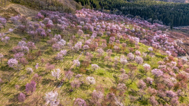 満開の桜峠 の写真素材 イラスト素材 アマナイメージズ 満開の桜峠 の写真素材 イラスト素材 アマナイメージズ