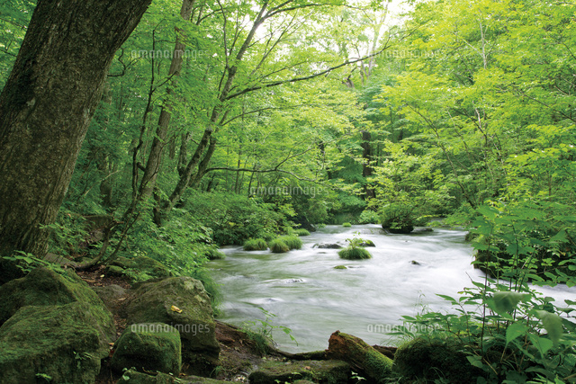 夏の奥入瀬渓流三乱の流れ の写真素材 イラスト素材 アマナイメージズ