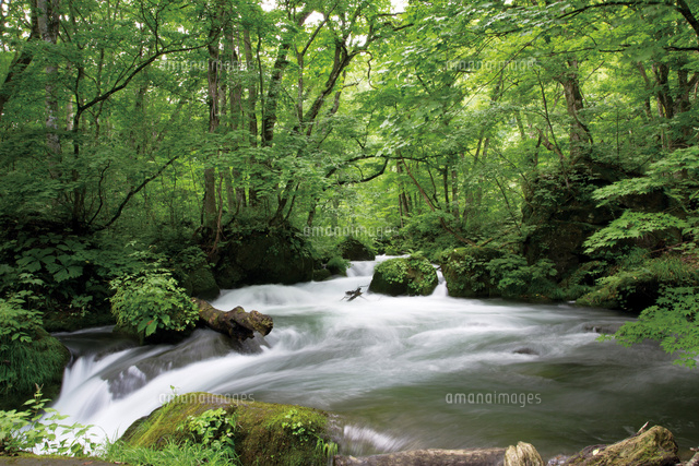 夏の奥入瀬渓流阿修羅の流れ の写真素材 イラスト素材 アマナイメージズ