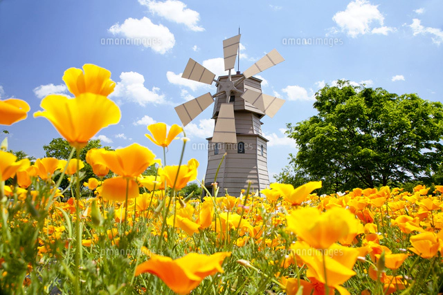 ポピー咲く道の駅しんあさひ風車村[10790004071]の写真・イラスト素材