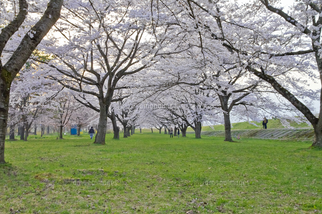 雫石の桜並木 の写真素材 イラスト素材 アマナイメージズ