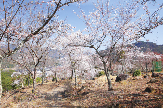 桜咲く立雲峡 の写真素材 イラスト素材 アマナイメージズ