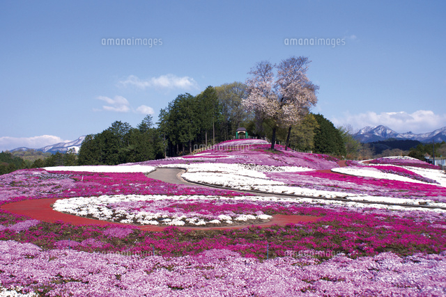 みさと芝桜公園 の写真素材 イラスト素材 アマナイメージズ