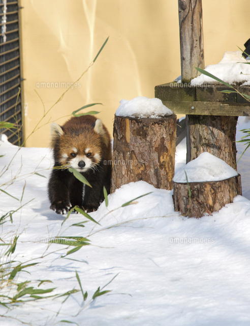 旭山動物園 レッサーパンダ の写真素材 イラスト素材 アマナイメージズ