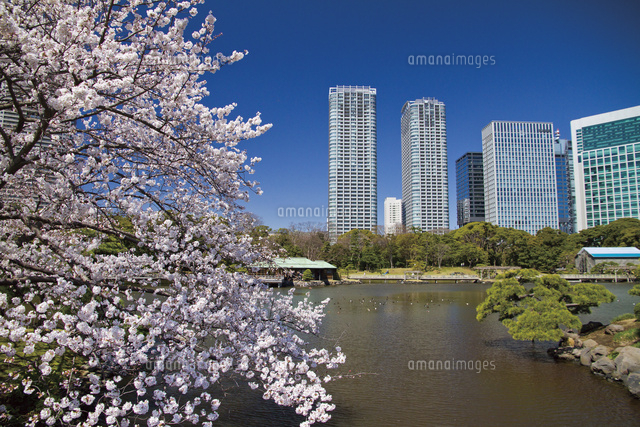 桜咲く浜離宮恩賜庭園 の写真素材 イラスト素材 アマナイメージズ