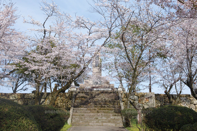 鶴山公園で催される津山さくらまつり[10790008122]の写真・イラスト