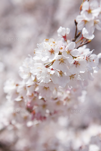 満開の桜 の写真素材 イラスト素材 アマナイメージズ