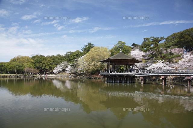 奈良公園鷺池に浮かぶ浮身堂と桜[10790009233]の写真・イラスト素材