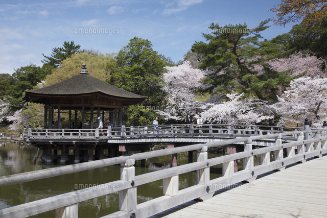 奈良公園鷺池に浮かぶ浮身堂と桜[10790009231]の写真・イラスト素材