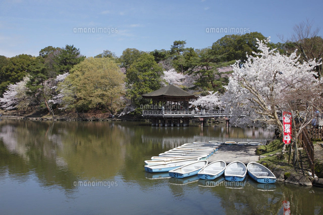 奈良公園鷺池に浮かぶ浮身堂と桜[10790009231]の写真・イラスト素材