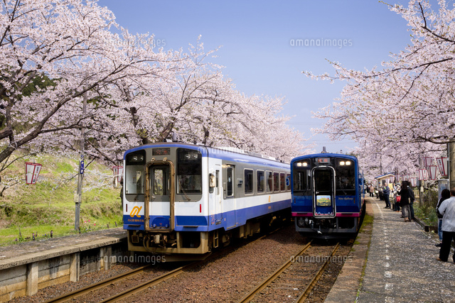 桜咲くのと鉄道七尾線の能登鹿島駅のホーム[10790009500]の写真