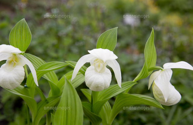 156 礼文アツモリソウ