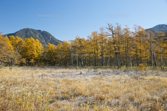 美しく紅葉する秋の戦場ヶ原 の写真素材 イラスト素材 アマナイメージズ