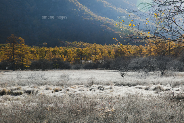 美しく紅葉する秋の戦場ヶ原 の写真素材 イラスト素材 アマナイメージズ