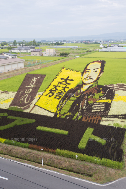 田舎館村にて田んぼアートで表現された真田丸 の写真素材 イラスト素材 アマナイメージズ