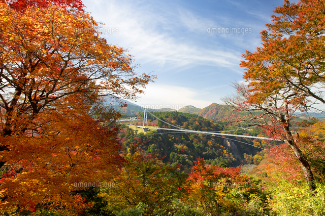紅葉映える九重夢大吊橋 の写真素材 イラスト素材 アマナイメージズ