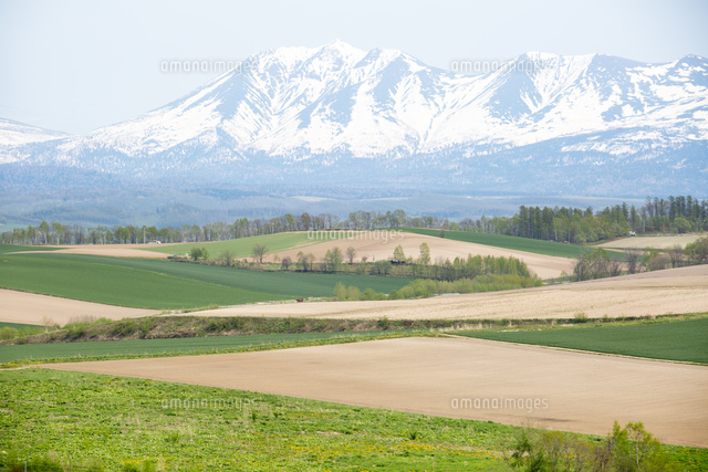 美瑛の丘と十勝岳連峰[10790013502]の写真・イラスト素材｜アマナ