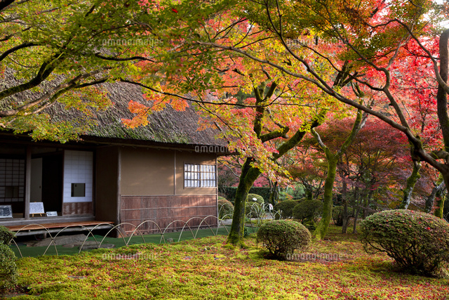 紅葉の美しい九年庵 の写真素材 イラスト素材 アマナイメージズ