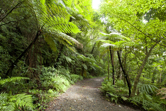 天然の亜熱帯広葉樹が多数残っている金作原原生林 の写真素材 イラスト素材 アマナイメージズ