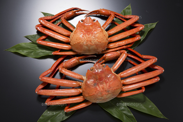 富山県産の紅ズワイガニ の写真素材 イラスト素材 アマナイメージズ